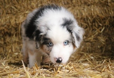 mâle bleu merle