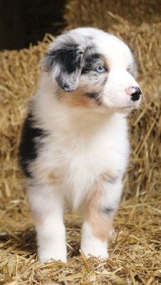 mâle bleu merle