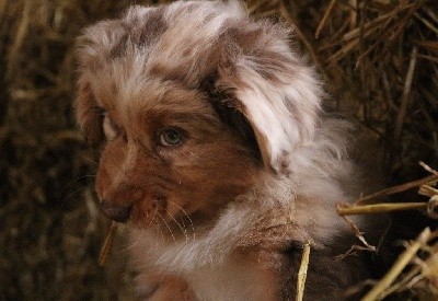 mâle rouge merle 