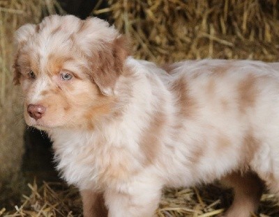 mâle rouge merle