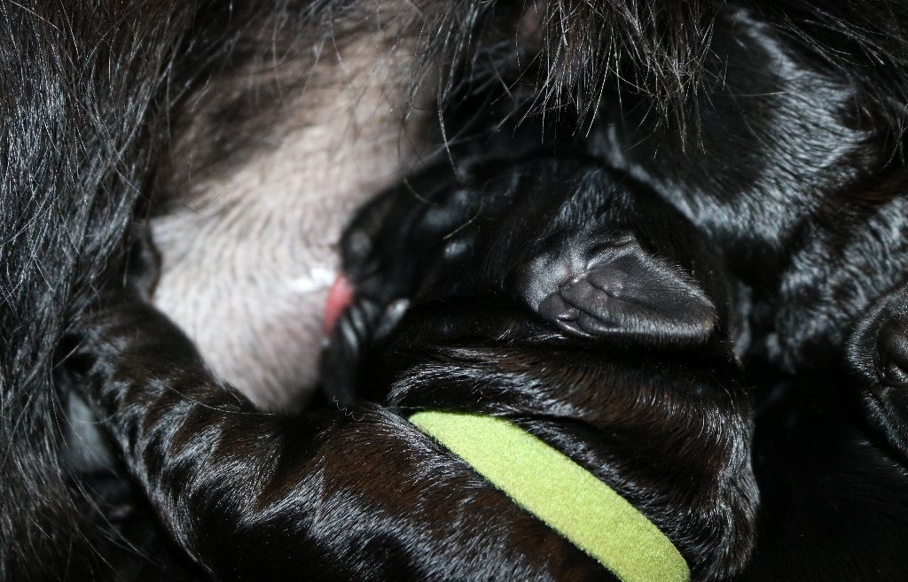 Du Souvenir De Tashka - Chiots disponibles - Schnauzer Geant