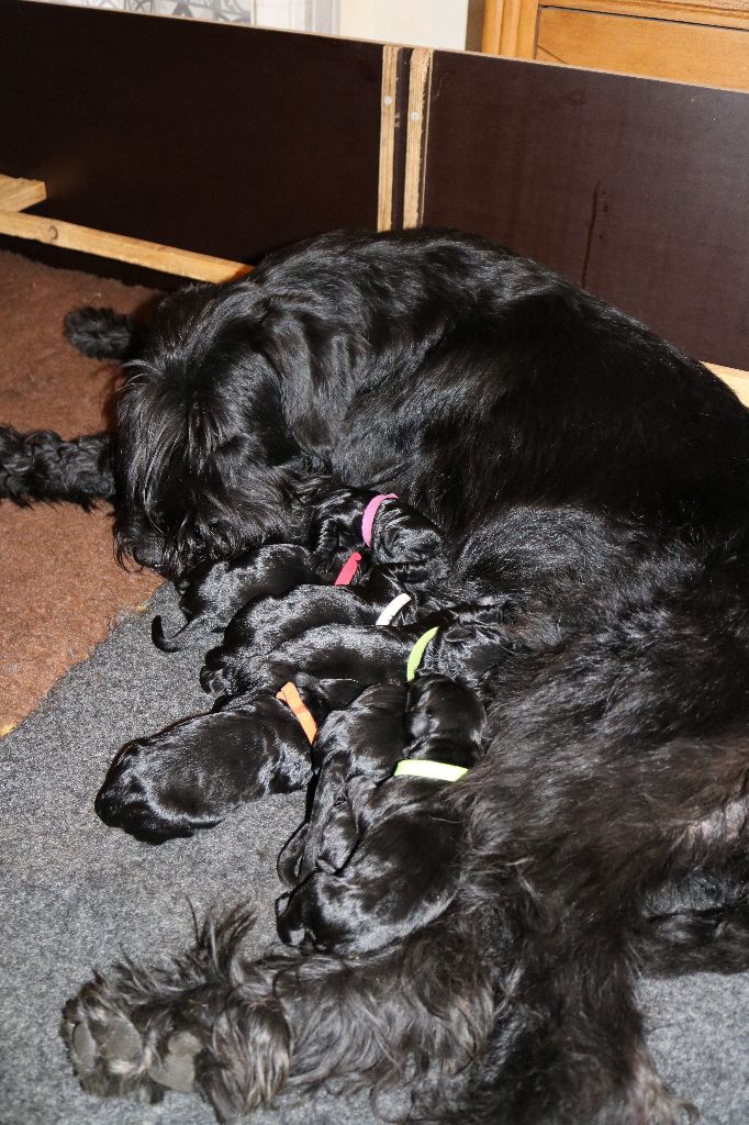 Du Souvenir De Tashka - Chiots disponibles - Schnauzer Geant