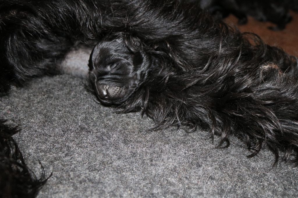 Du Souvenir De Tashka - Chiots disponibles - Schnauzer Geant