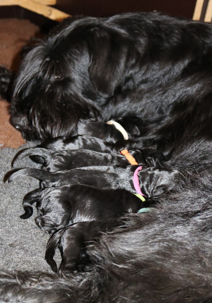 Du Souvenir De Tashka - Chiots disponibles - Schnauzer Geant