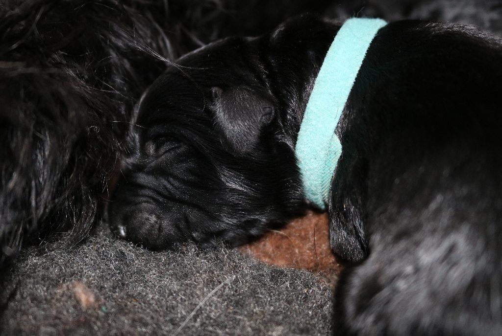 Du Souvenir De Tashka - Chiots disponibles - Schnauzer Geant