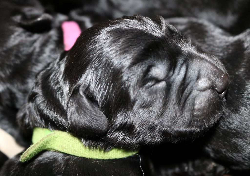 Du Souvenir De Tashka - Chiots disponibles - Schnauzer Geant
