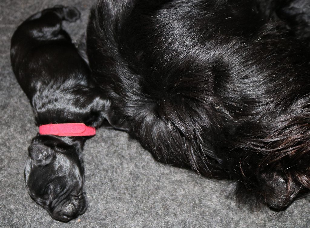 Du Souvenir De Tashka - Chiots disponibles - Schnauzer Geant